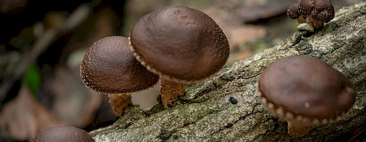 Shiitake gomba