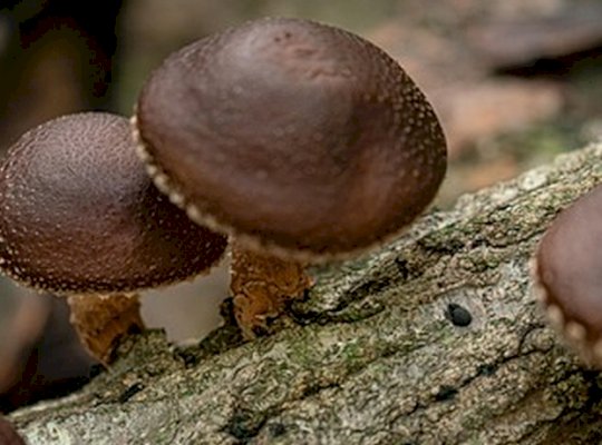 Shiitake gomba